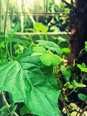 green leaves in the garden