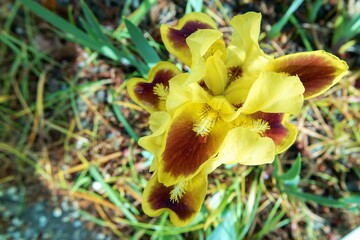Fototapeta premium Berggarten - Herrenhäuser Gärten - Hannover