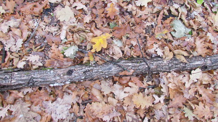 Fallen autumn leaves, fallen trunk of a tree,  fallen twigs