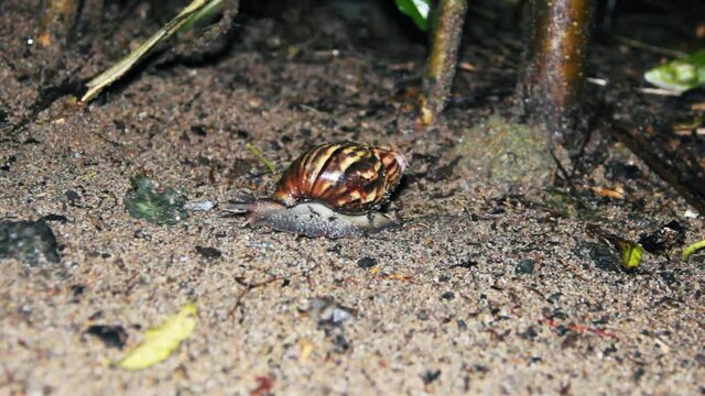 A land snail the size of a grape snail crawls across the sand after a night's rain. Sri Lanka nature
