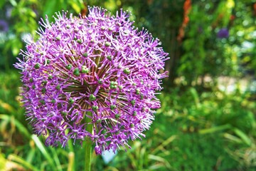 Berggarten - Herrenhäuser Gärten - Hannover
