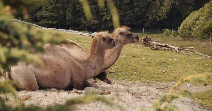 Bactrian Camels Resting In Safari Park