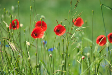 poppy flowers bathed in sunlight on a green meadow