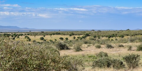 Fototapeta na wymiar Kenya: landscape of maasai mara park