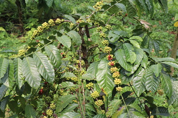 Robusta coffee with maximun yield of coffee beans in single branch. Green coffee beans
