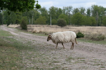 Obraz premium Drents heideschaap op het Dwingelderveld