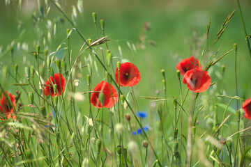 poppy flowers bathed in sunlight on a green meadow
