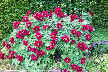 Berggarten - Herrenhäuser Gärten - Hannover