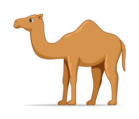 Dromedary camel animal standing on a white background