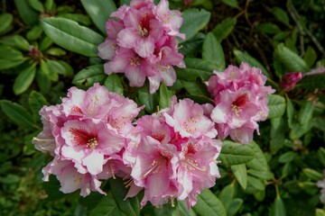 Berggarten - Herrenhäuser Gärten - Hannover