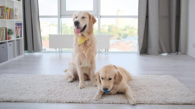 Pair of golden retrievers next to small ball on carpet in light room