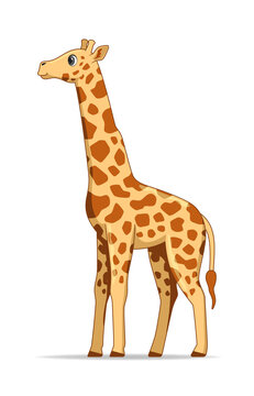 Giraffe animal standing on a white background
