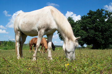 icelandic horses grazing on meadow