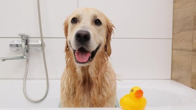 Golden retriever dog sitting in bathtub next to yellow rubber duck after washing