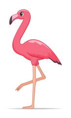 Flamingo bird on a white background