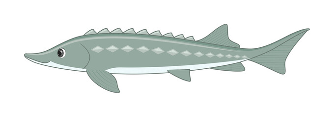 Russian sturgeon fish on a white background