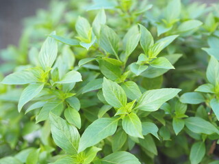 Fototapeta na wymiar Sweet basil is light green with wide leaves while Thai basil has purple stems and flowers and spear-like leaves