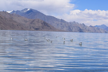 swans on lake in pangong lake leh ladakh