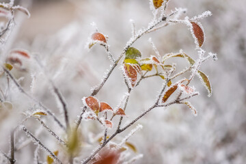 Frozen colorful leaves in the garden, natural winter background, macro image with selective focus