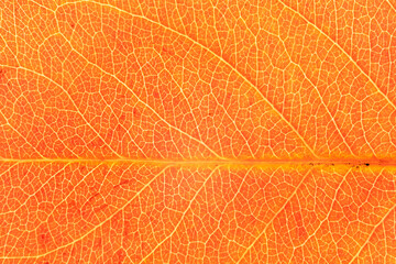 Obraz premium Autumn Leaves