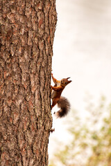 The surprised squirrel crawls in the pine. The squirrel runs up