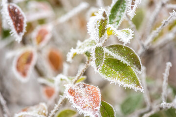 Frozen colorful leaves in the garden, natural winter background, macro image with selective focus