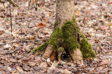 The tree trunk is overgrown with moss