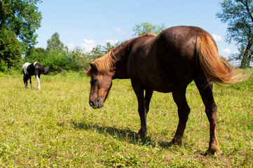grazing icelandic horses on sunny day
