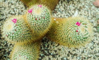 Berggarten - Herrenhäuser Gärten - Hannover