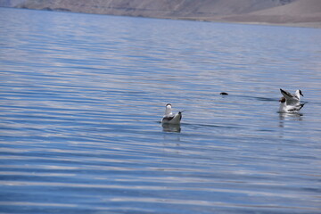 ducks on the lake in pangong lake leh ladakh