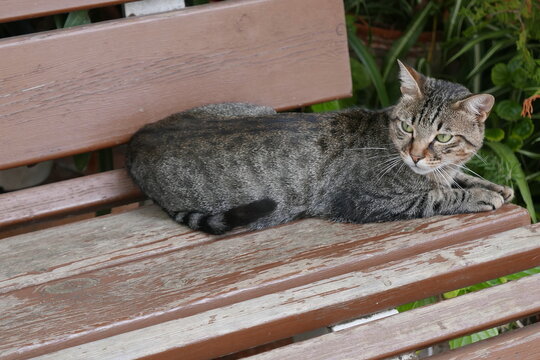 Gato dom&eacute;stico en actitudes tranquilas