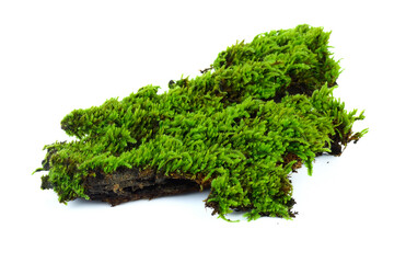 Green moss on white background.