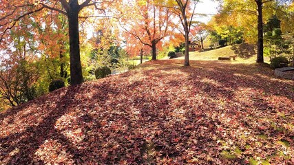 紫陽花 香川県観音寺市粟井神社 Flower Wall Mural Flow Kozo