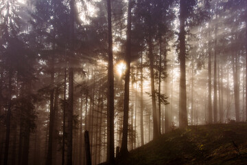 Wald - Sonnenstrahlen - Nebel - Mystisch