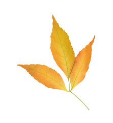 Fototapeta na wymiar Twig with beautiful leaves isolated on white. Autumn season