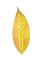 Beautiful leaf isolated on white. Autumn season