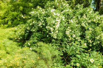 Berggarten - Herrenhäuser Gärten - Hannover