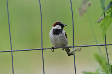 sparrow with a dirty beak sits on a metal mesh after a meal