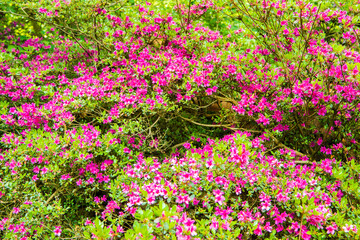 Berggarten - Herrenhäuser Gärten - Hannover