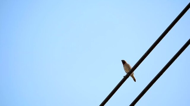 bird on the power electric line and clear blue sky background