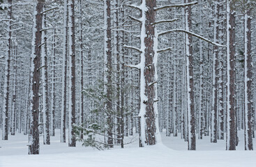 Fototapeta premium Winter landscape of a snow flocked pine woods, Hiawatha National Forest, Michigan's Upper Peninsula, USA