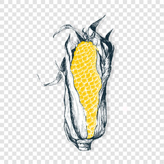 Isolated hand draw corn. Vector 