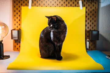 Gato sobre escritorio