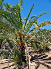 Olive palm tree in the oasis of the Bedouin village in Sinai