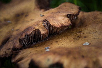 Wild mushrooms on the ground