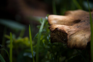 Wild mushrooms on the ground