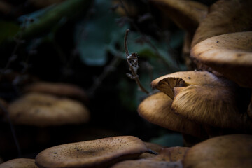 Wild mushrooms on the ground