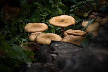 Wild mushrooms on the ground