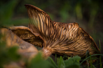 Wild mushrooms on the ground