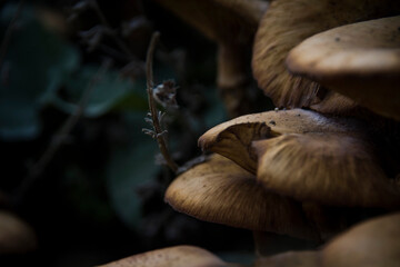 Wild mushrooms on the ground